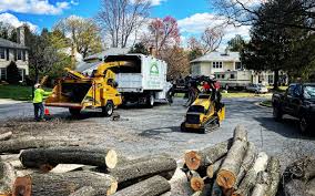 Tree and Shrub Care in West Clarkston Highland, WA