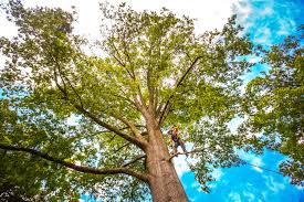 Best Tree and Shrub Care  in West Clarkston Highland, WA