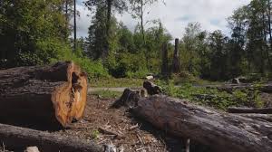 How Our Tree Care Process Works  in  West Clarkston Highland, WA