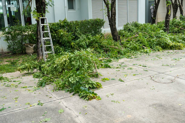 Best Fruit Tree Pruning  in West Clarkston Highland, WA