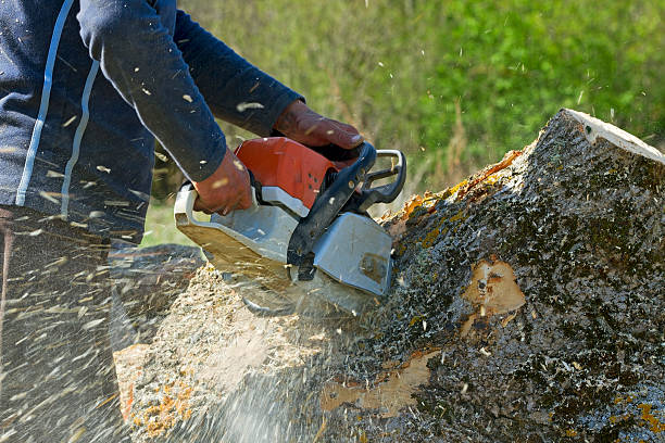 Best Tree Trimming and Pruning  in West Clarkston Highland, WA