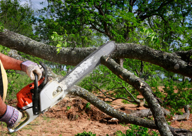 West Clarkston Highland, WA Tree Services Company